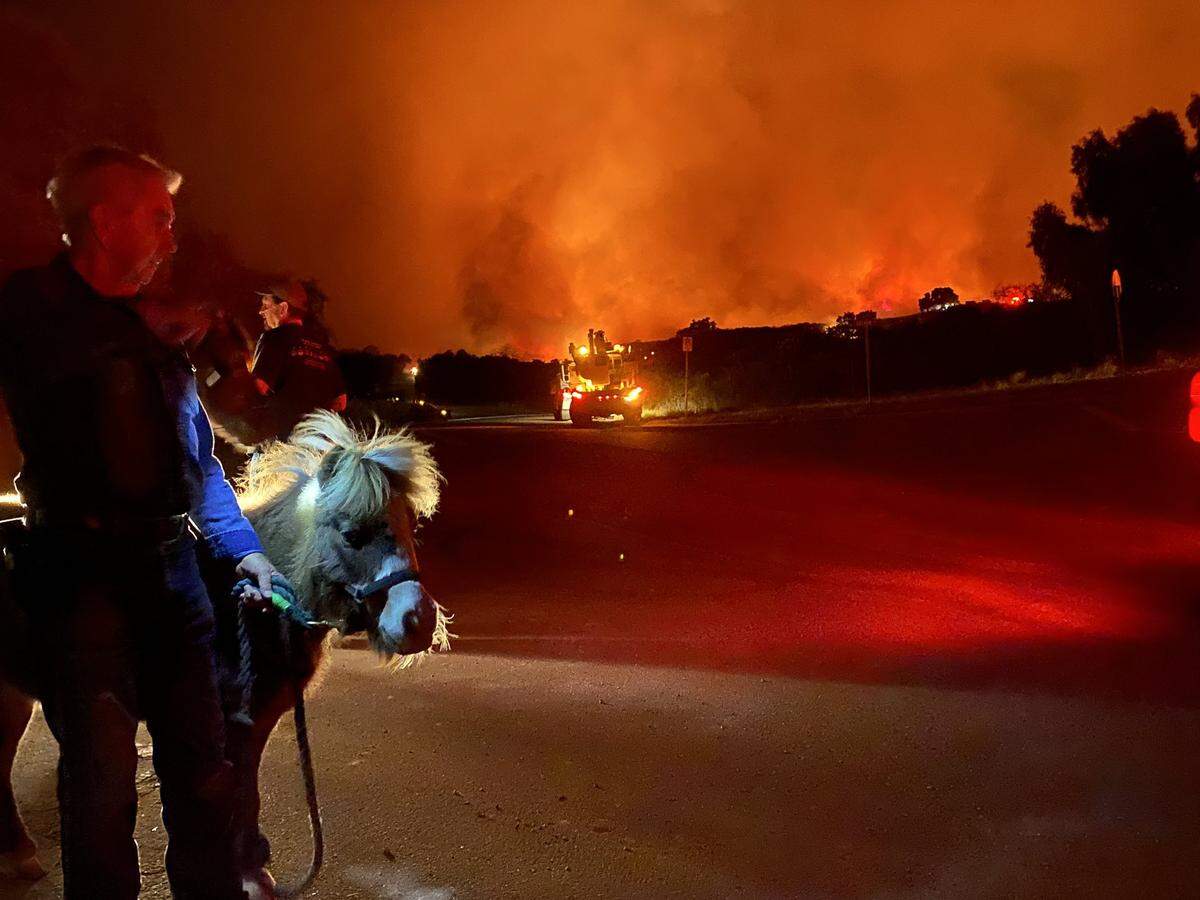 John Malone and miniature horse “Breeze” keep an eye on flames Monday off Via Chaparral near Santa Barbara after he evacuated from his home.