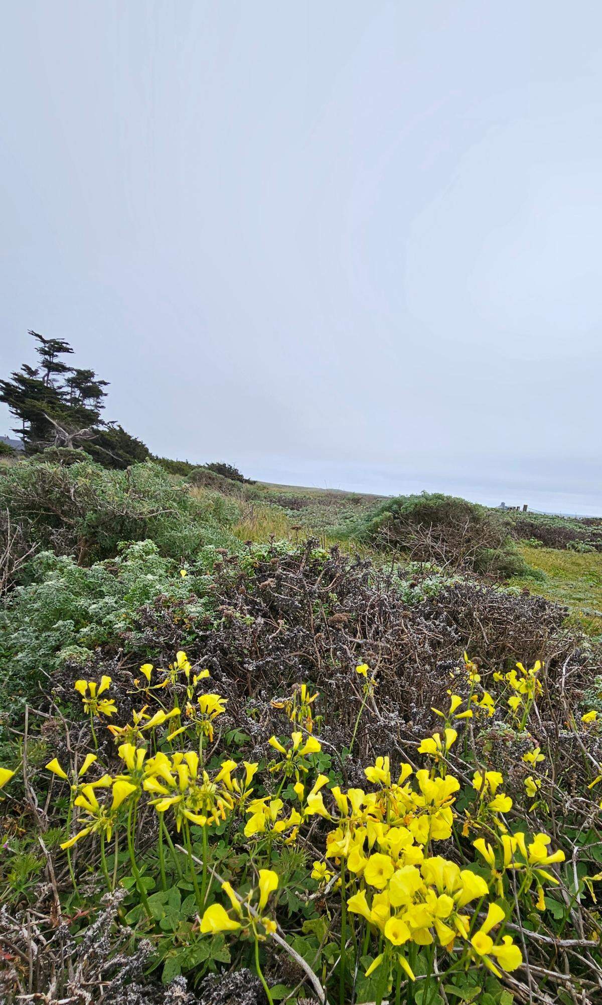 Beau James Spraungel took this picture of wildflowers near Piedra Blancas Light Station north of Hearst Castle in San Simeon on Saturday, April 8, 2023.