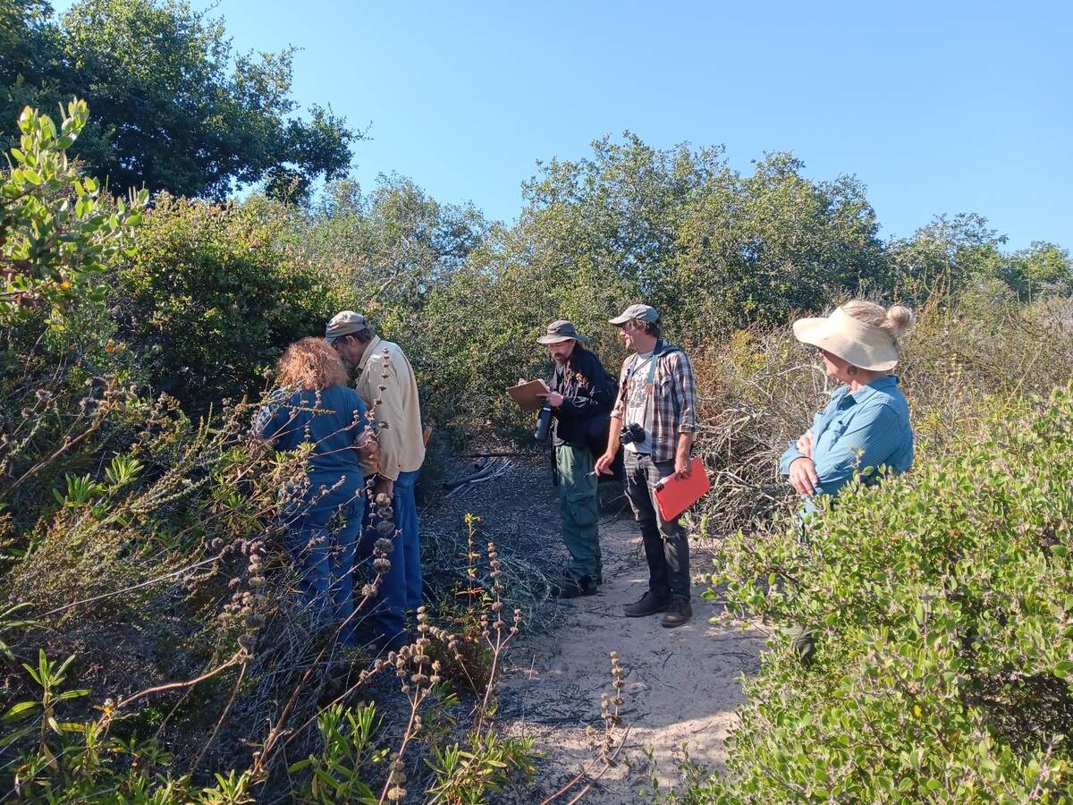 Scientists gather manzanita specimens at a Nipomo park. A soon-to-be-published, peer reivewed journal found Nipomo’s Manzanita to be a completely unique species, with only about 750 plants remaining in the world.