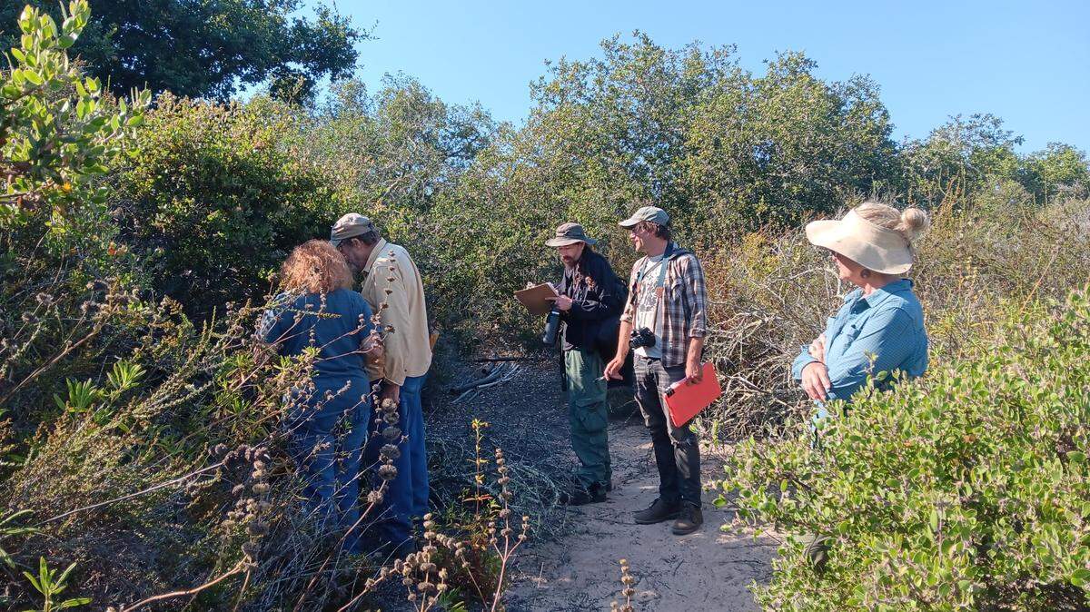 Scientists gather manzanita specimens at a Nipomo park. A soon-to-be-published, peer reivewed journal found Nipomo’s Manzanita to be a completely unique species, with only about 750 plants remaining in the world.