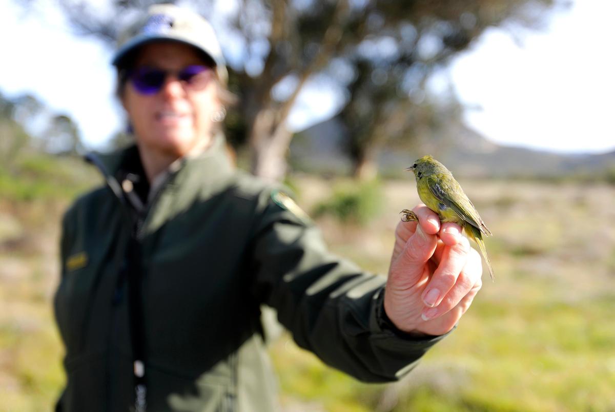 State Parks environmental scientist Jodi Isaacs demonstrates how to properly hold a small bird that will be banded for research, during the 2020 Morro Bay Winter Bird Festival. The orange-crowned warbler, caught that morning, was unharmed and set free.