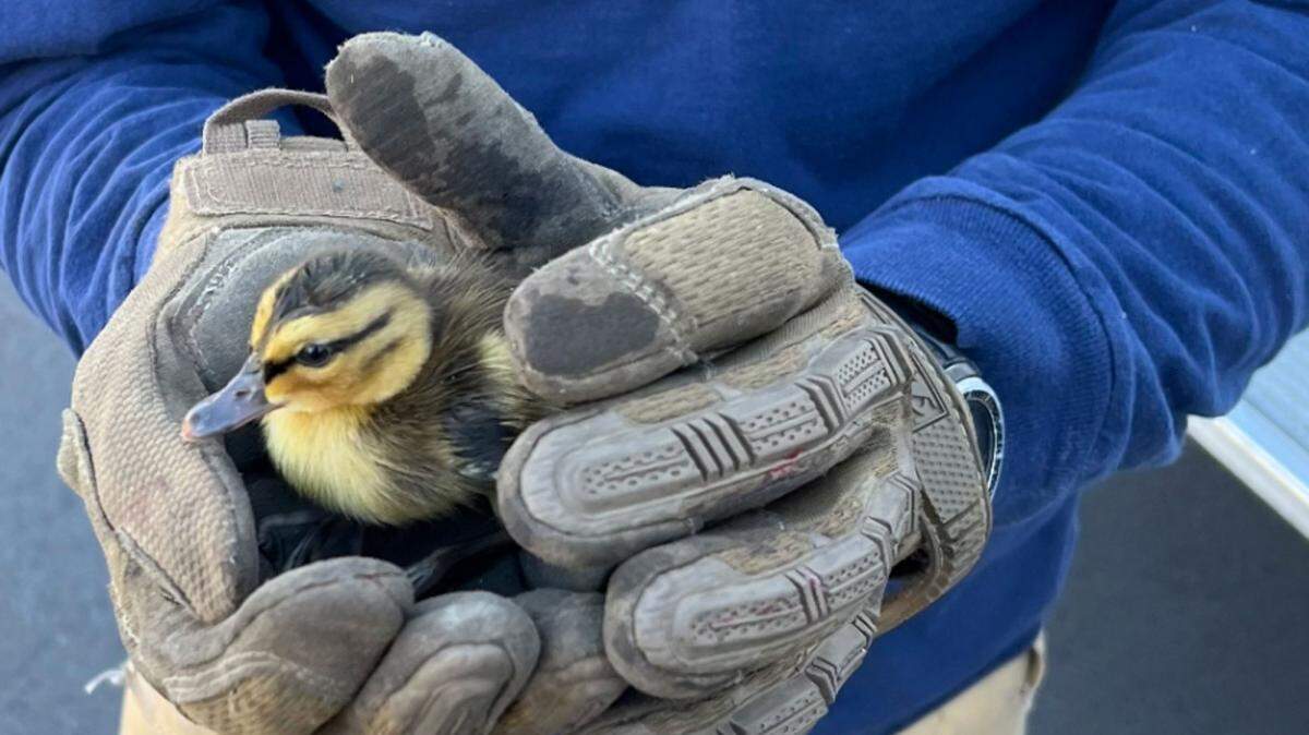 Santa Barbara County firefighters rescued this duckling out of a storm drain on Mother’s Day in Orcutt.
