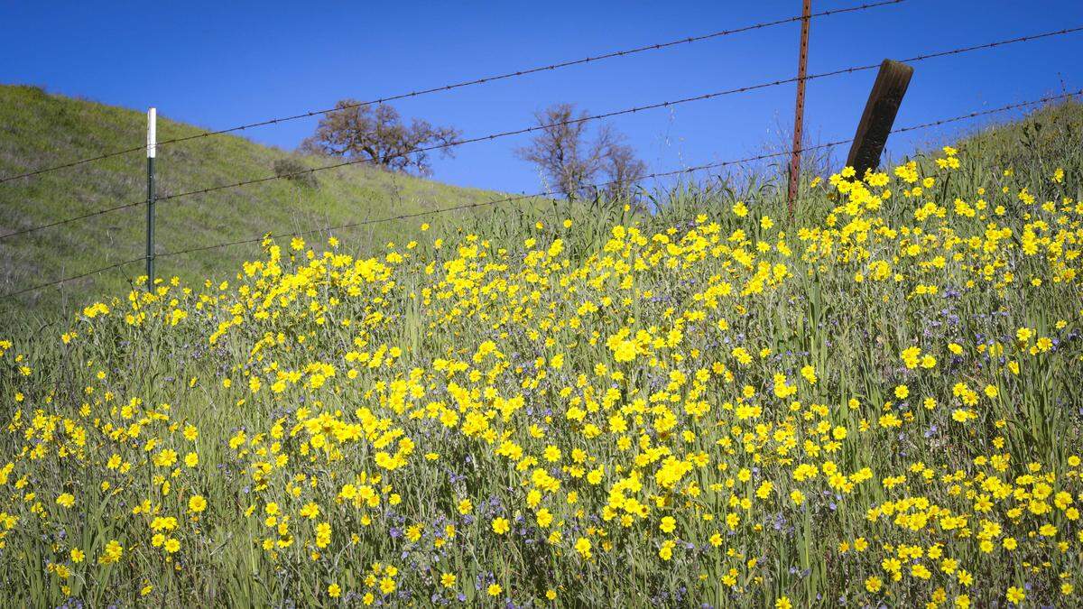 Wildflowers got an early but sporadic start in California Valley after a dry spell followed early winter rains.