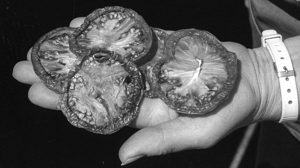 A classic wood stove radiated heat, making drying tomatoes easy. Ingrid Hilton demonstrated her tomato preserving strategies on Aug. 21, 1989.