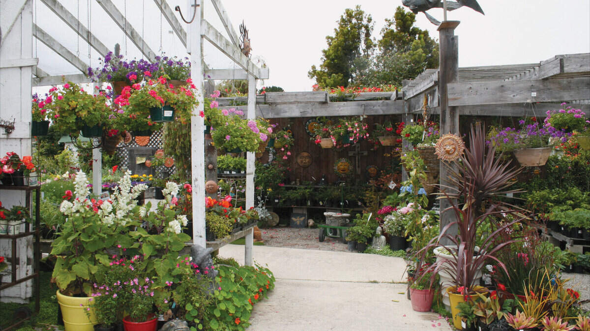 The grounds at Los Osos Valley Nursery are stocked with plenty of natives of all sorts, along with other types of trees, shrubs, annuals, perennials and edibles.