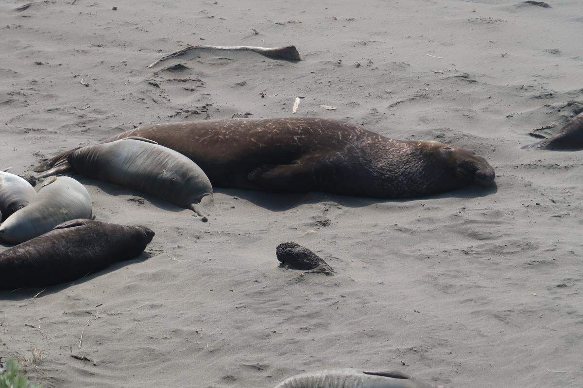 This bull elephant seal, much slimmer than when he arrived on the beach months ago, rests before embarking on his next migration.