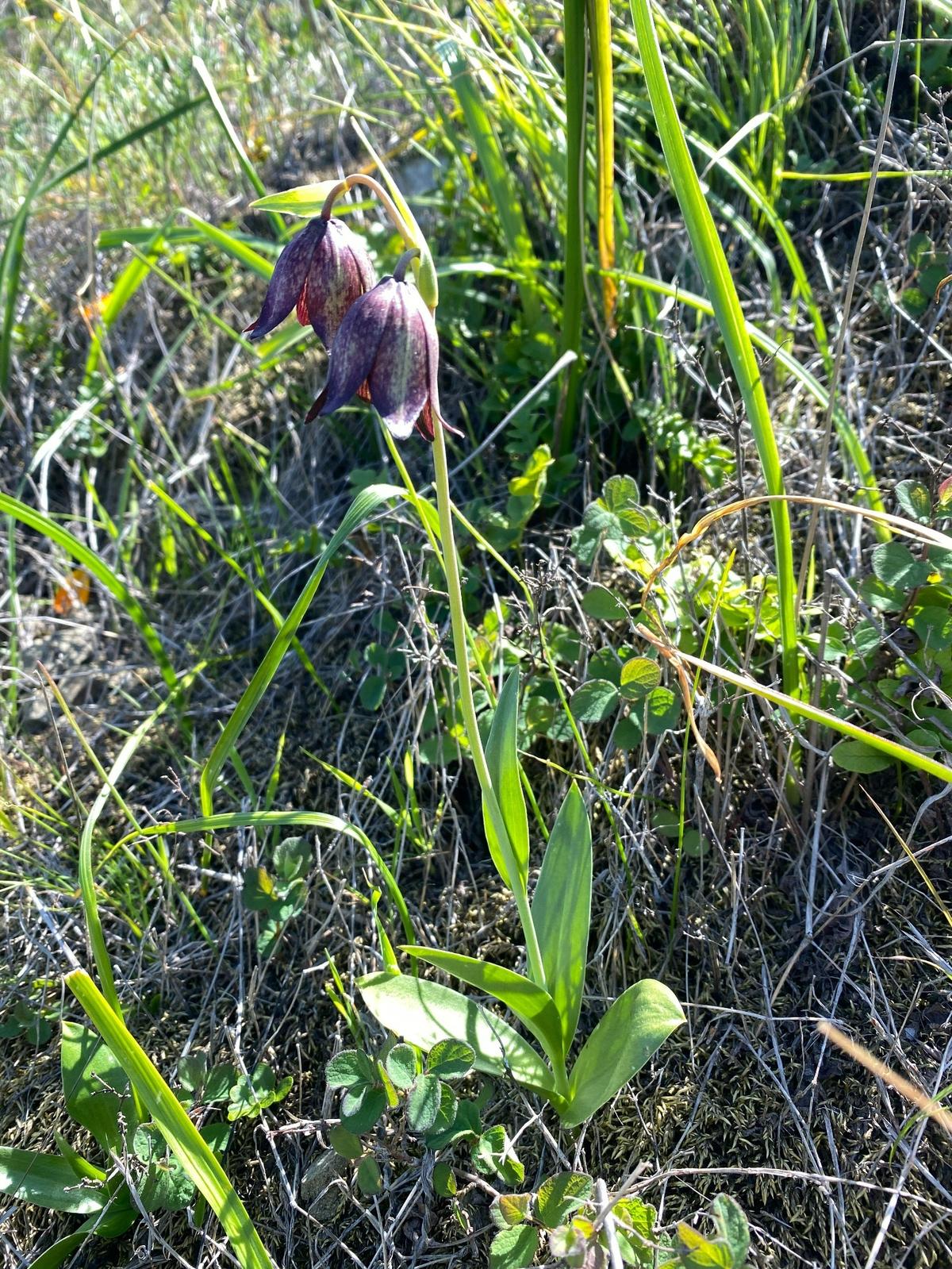 At Johnson Ranch Open Space in San Luis Obispo, chocolate lilies are in full bloom.