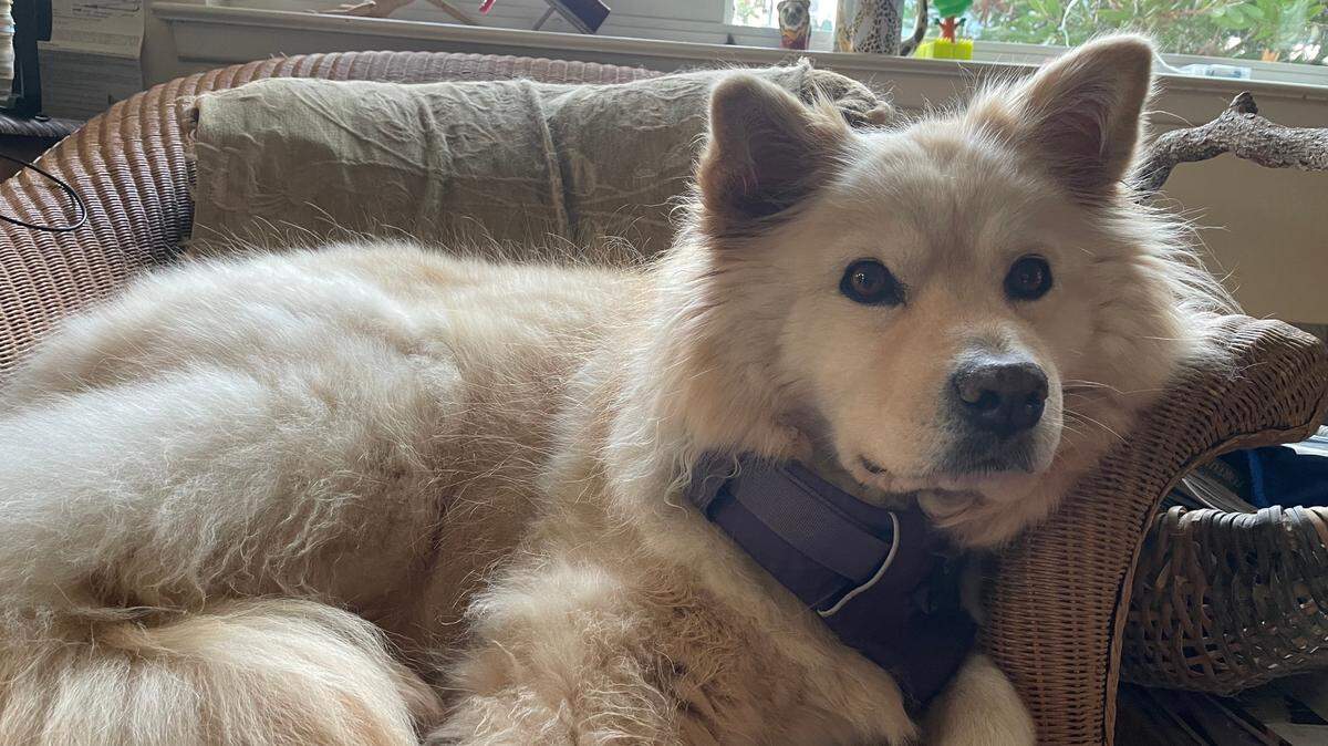 Annie, a 12-year-old female Samoyed who weighs around 50 pounds, was inside Valentina Nuciforo’s vehicle when the car was stolen from a parking lot at 2579 Main St. in Cambria on Feb. 21, 2025. Nuciforo is hopeful for her dog’s safe return.
