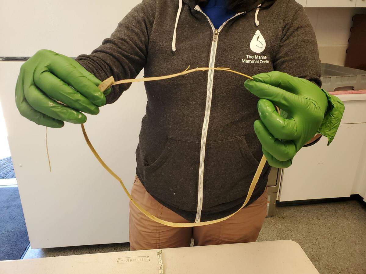 This is the plastic packing strip that was choking Necklace, a young elephant seal on the beach at Piedras Blancas on May 6, 2024.