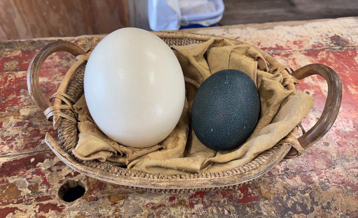 One white ostrich egg laying next to a dark teal speckled emu egg. Both are laying in a wicker basket.