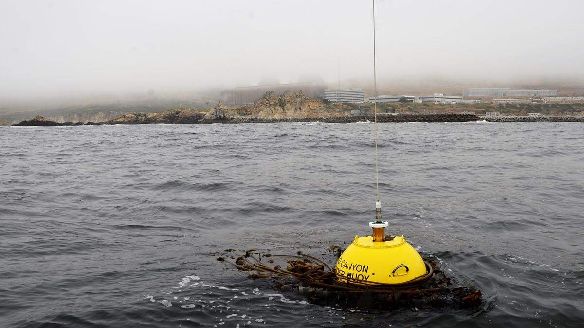 Seawater temperatures drop to 49.3 degrees at the Diablo Canyon Waverider Buoy due to heavy upwelling — leaving numb fingers and toes despite a wetsuit.