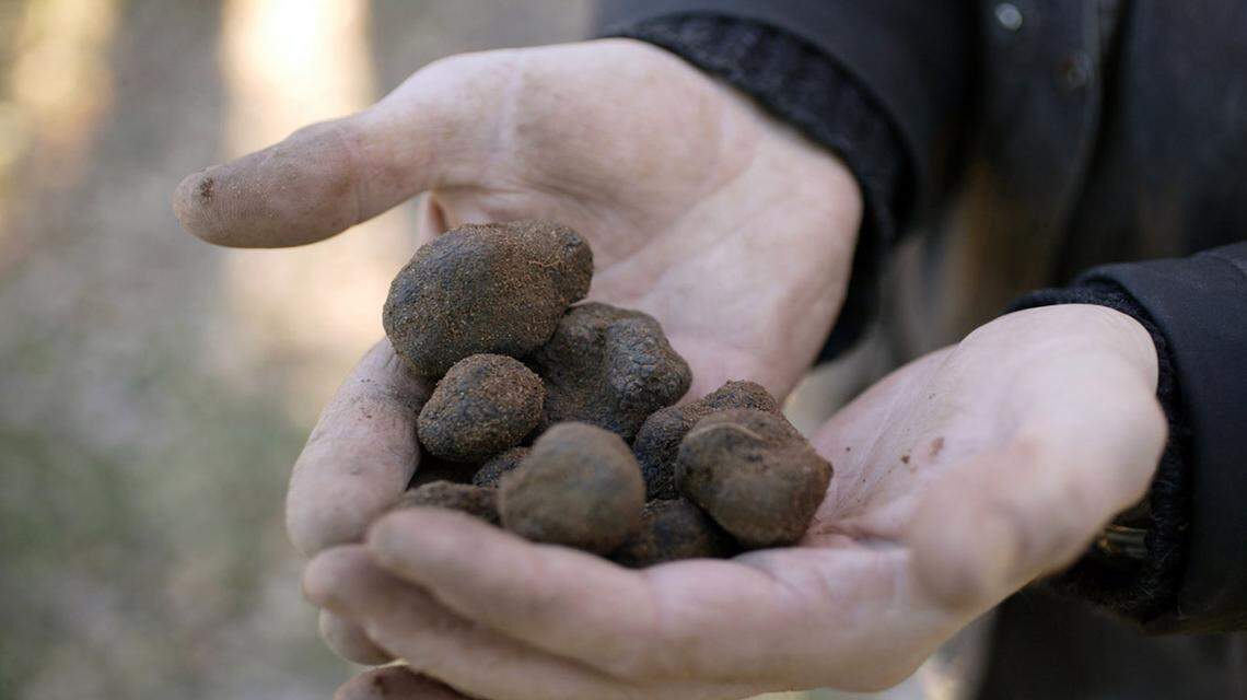 A truffle hunter holds a handful of his quarry -- black Perigord truffles -- in the woods near Uzes, France, in this 2004 file photo.