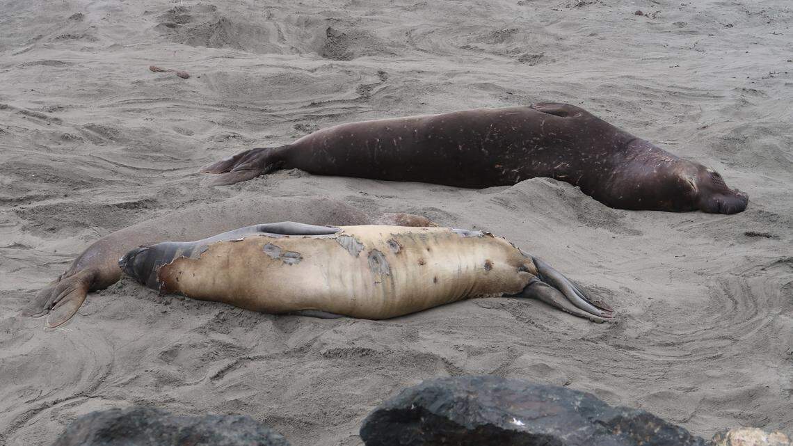 Female elephant seals are molting on the beach at Piedras Blancas this spring