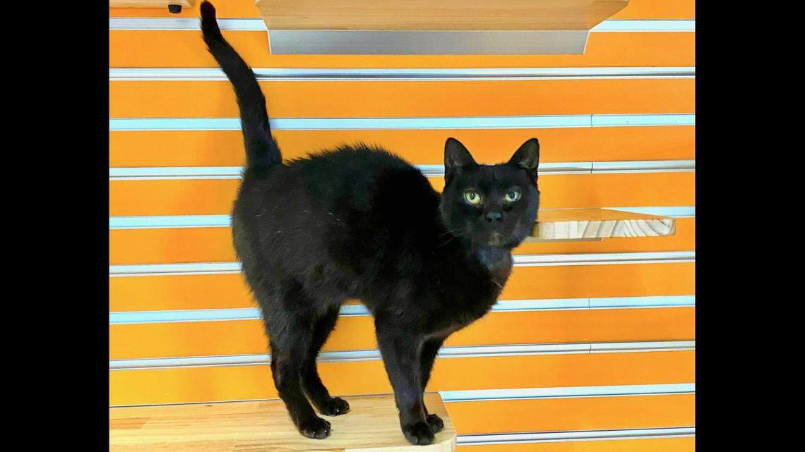 Raven the gentle lap cat is looking for love. Help her find a new home