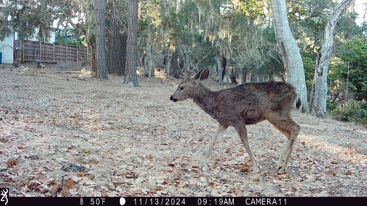 A wildlife-tracking camera caught this nighttime image of a deer in 2024 in Cambria’s Strawberry Canyon preserve for Greenspace as part of a national Snapshot USA survey.