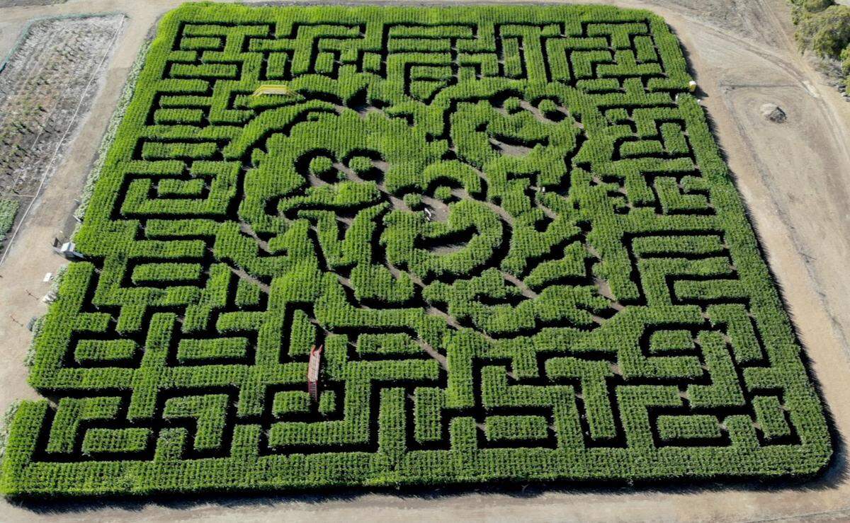 SLO CA farm creates Sesame Street corn maze: How to visit | San