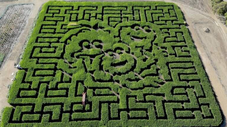California farm debuts massive ‘Sesame Street’-themed corn maze. Take a look