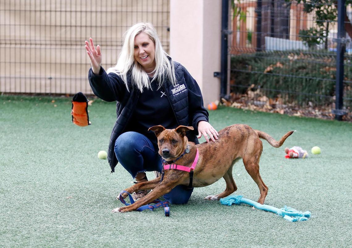 Woods Humane Society is currently maxed out in its dog kennels for the first time in quite a while. Robin Coleman, community engagement manager, plays with Pistachio in the play area.