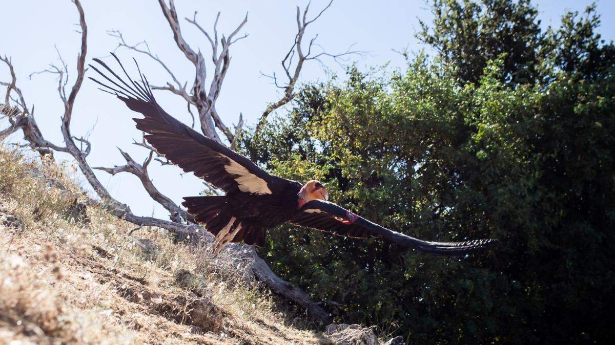 California condor Kingpin (No. 167) flies near the Ventana Wildlife Society’s sanctuary near Big Sur. A dozen condors have died in 2021, some due to lead poisoning.