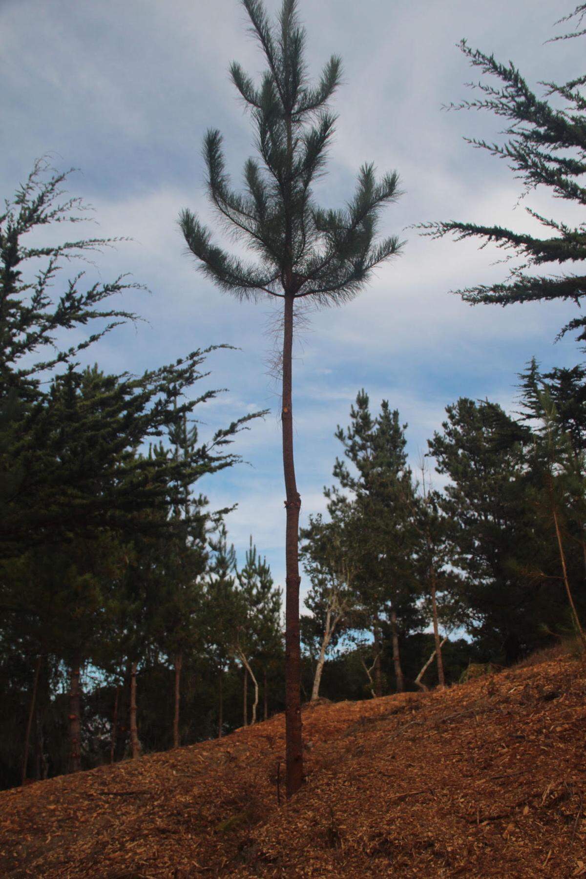 Forest-clearing work has taken place at various locations throughout Cambria for fire-safety purposes.