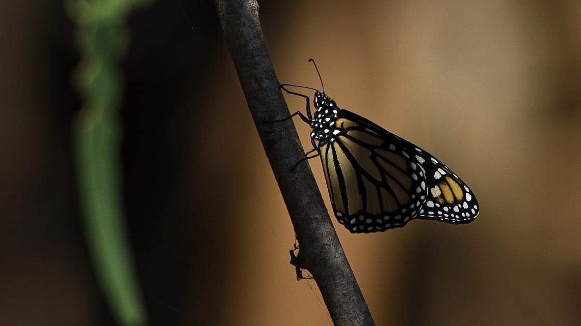 A monarch butterfly rests on a branch at the Pismo State Beach butterfly grove on Sept. 24, 2015.