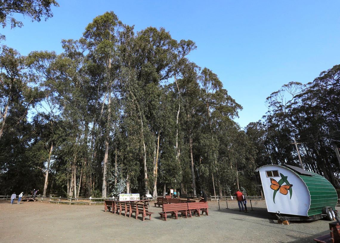 Monarch butterfly census shows a catastrophic drop in population in fall of 2020 as a combination of factors including statewide wildfires. The butterfly grove in Pismo Beach is a popular winter tourist stop but viewers no longer encounter branches heavy with the weight of butterflies.