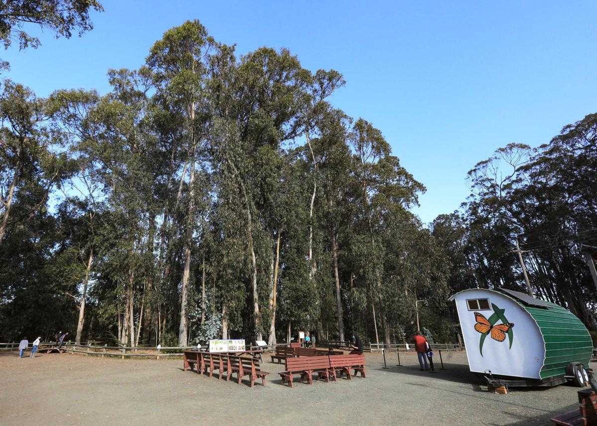 The Pismo State Beach Monarch Butterfly Grove in Pismo Beach is a popular winter tourist stop.