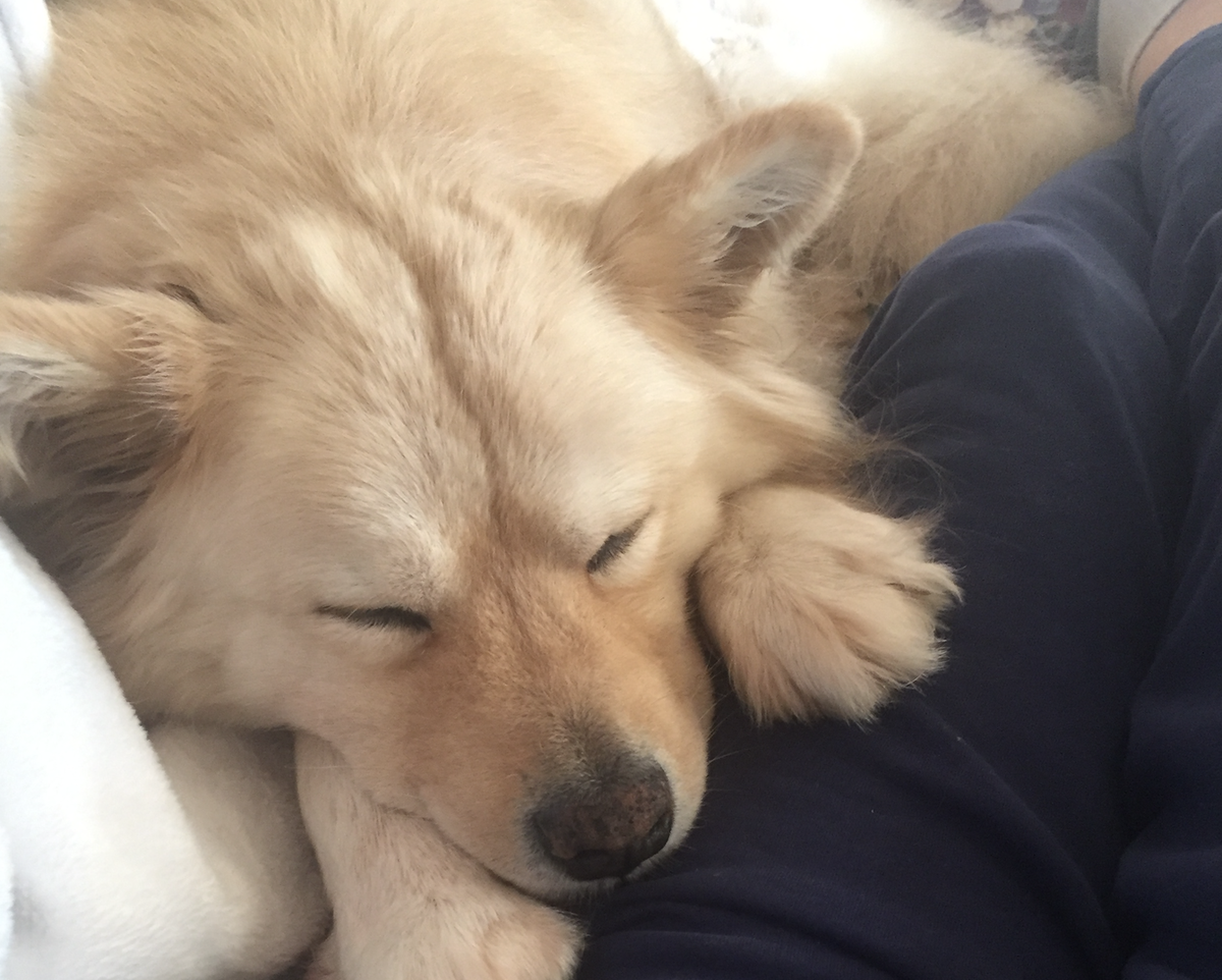A Linn’s Restaurant owner called the police and the dog’s owner after seeing posts on Facebook that matched the car and dog’s description on Feb. 21, 2025.
