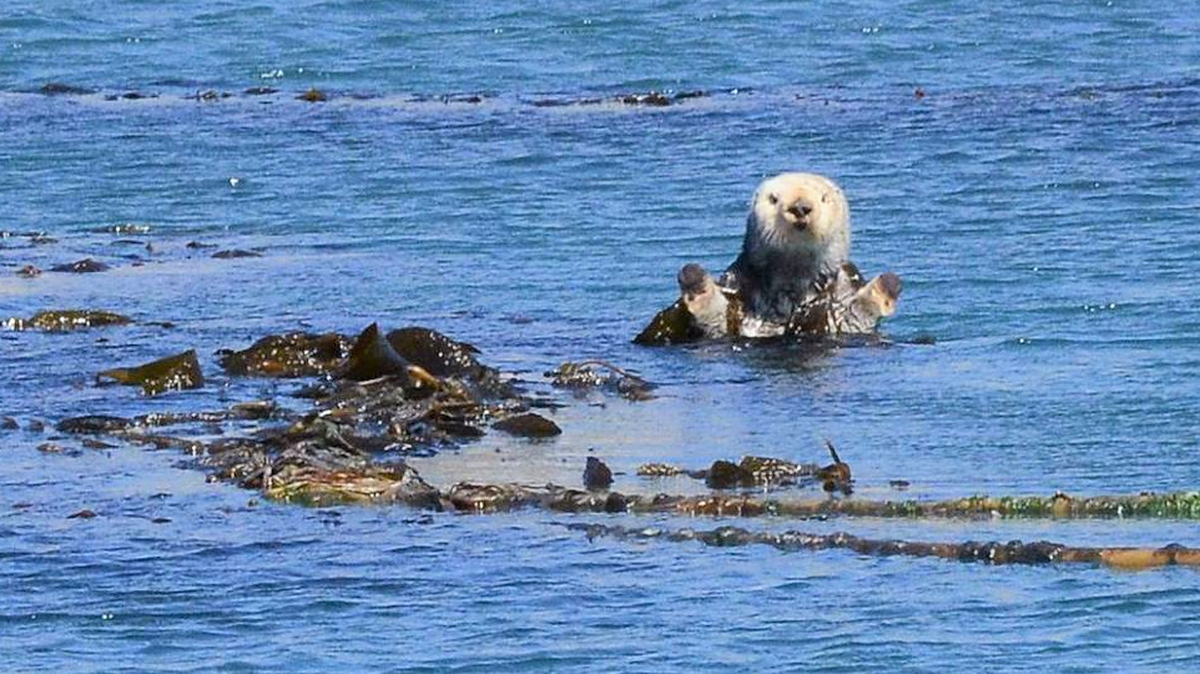 A sea otter keeps its paws out the of water at the Diablo Canyon Marina.
