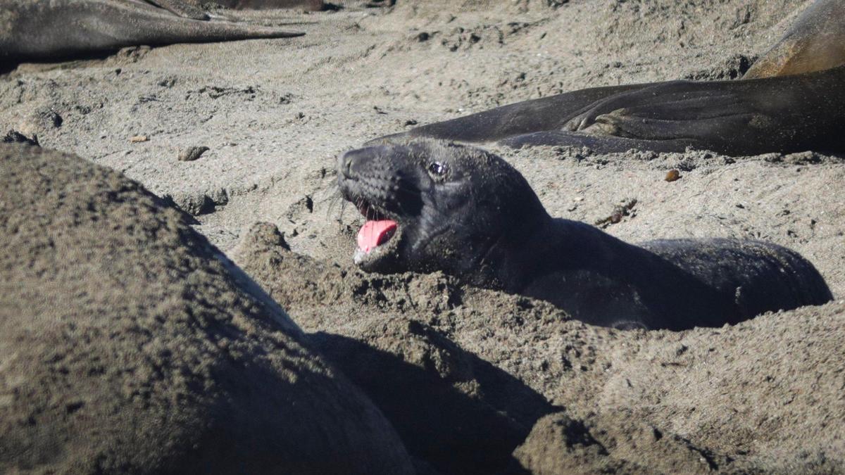 The pup answers their mother, but neither seal moves much as they’re focused on conserving energy on the warm beach. Elephant seal pups are being born at the beach near the Piedras Blancas Lighthouse, seen here on Dec. 30, 2024.
