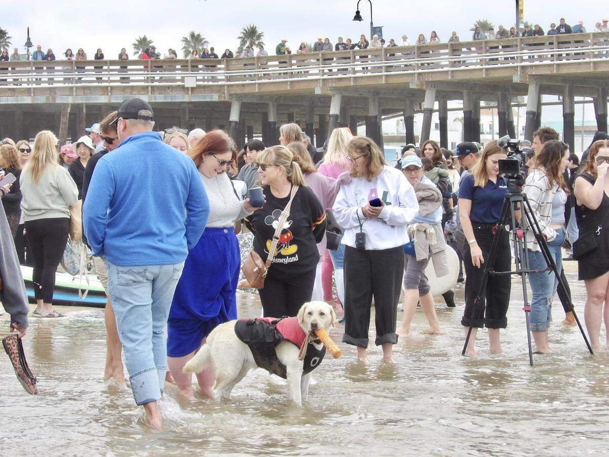 The World Dog Surfing Championships Exhibition Tour took over Pismo Beach on May 2, 2026. Hundreds of people and non-competitor dogs packed the sands around the Pier to watch the showcase.