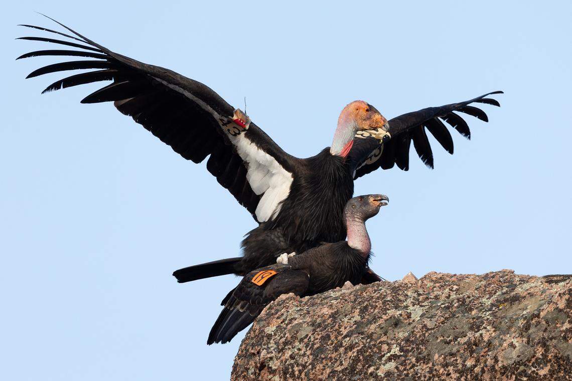 DON’T REUSE THIS PHOTO, ONLY SINGLE USE PERMISSION