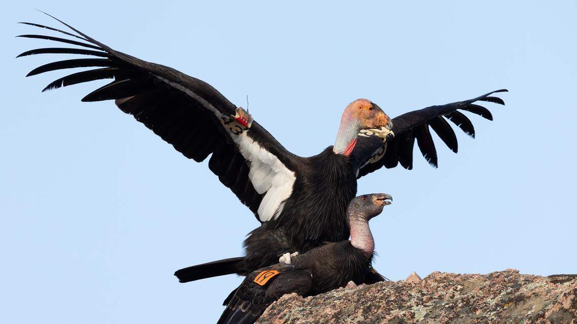 Number of Central CA condors in wild could soon be highest in years, experts say