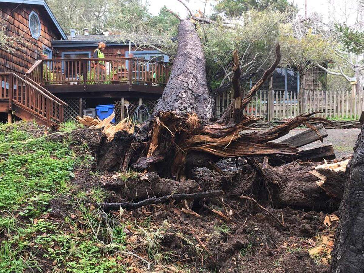 A tree fell on a house on Warren Road in Cambria at approximately 5:30 a.m. Saturday, according to Cambria Fire Captain Dan McCrain, who said the tree went through the living room roof.
