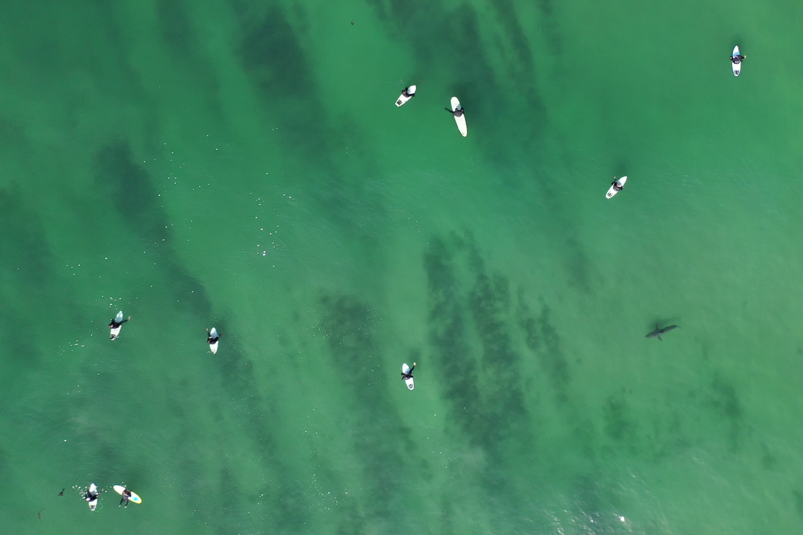 A shark swims near a group of surfers.