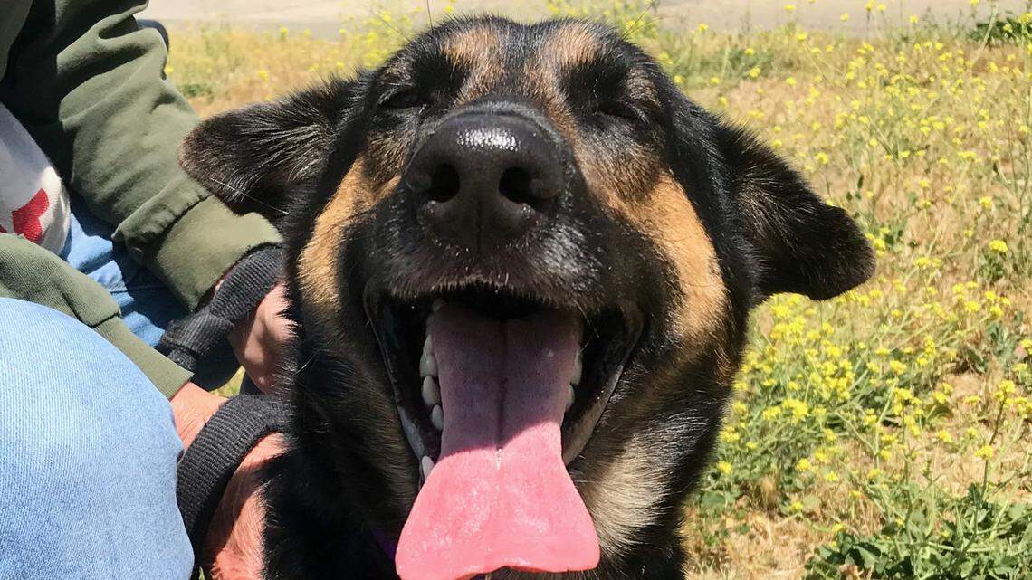 This active young dog runs ‘just for the joy of it.’ Help Heidi find a loving family