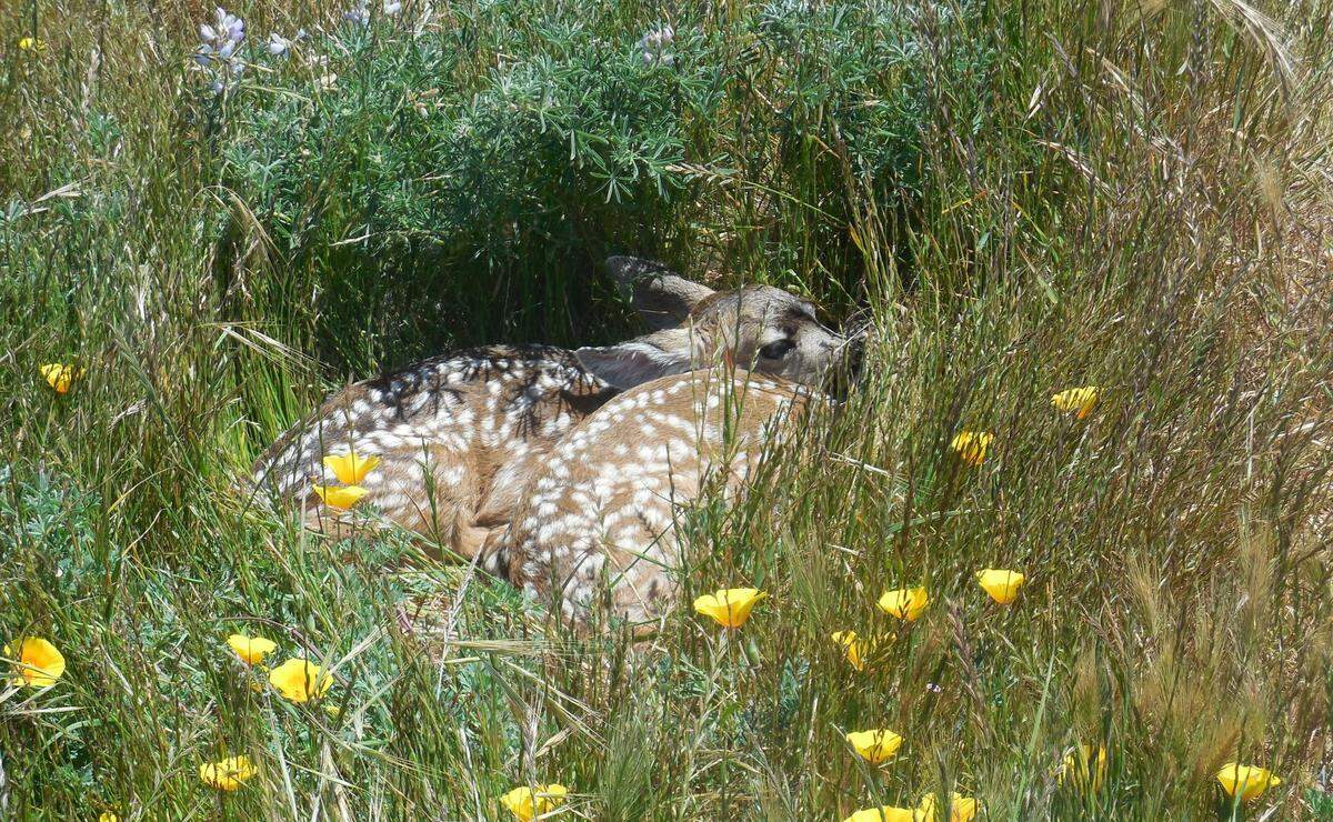 Fawns were born in the spring at the Fiscalini Ranch Preserve in Cambria.