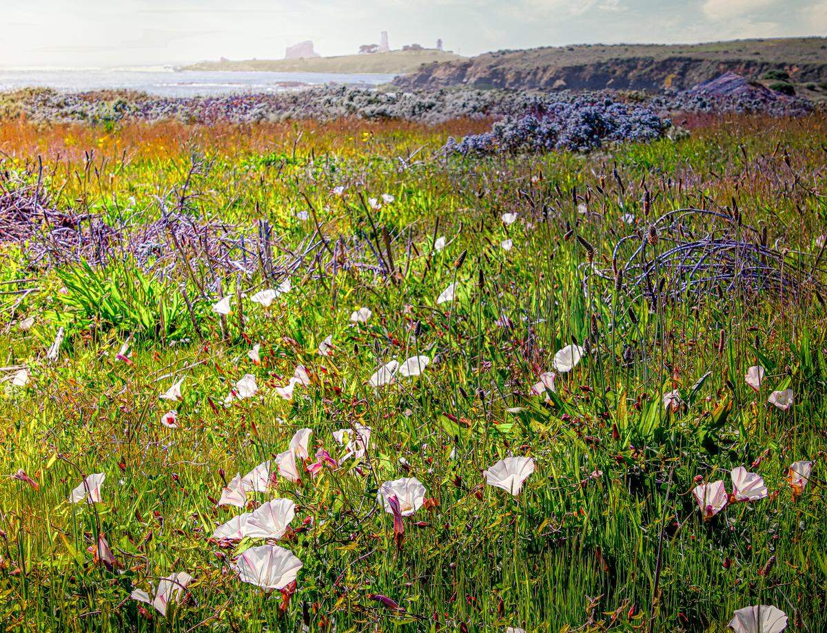 Wildflowers along Bouchard Trail near Ragged Point.