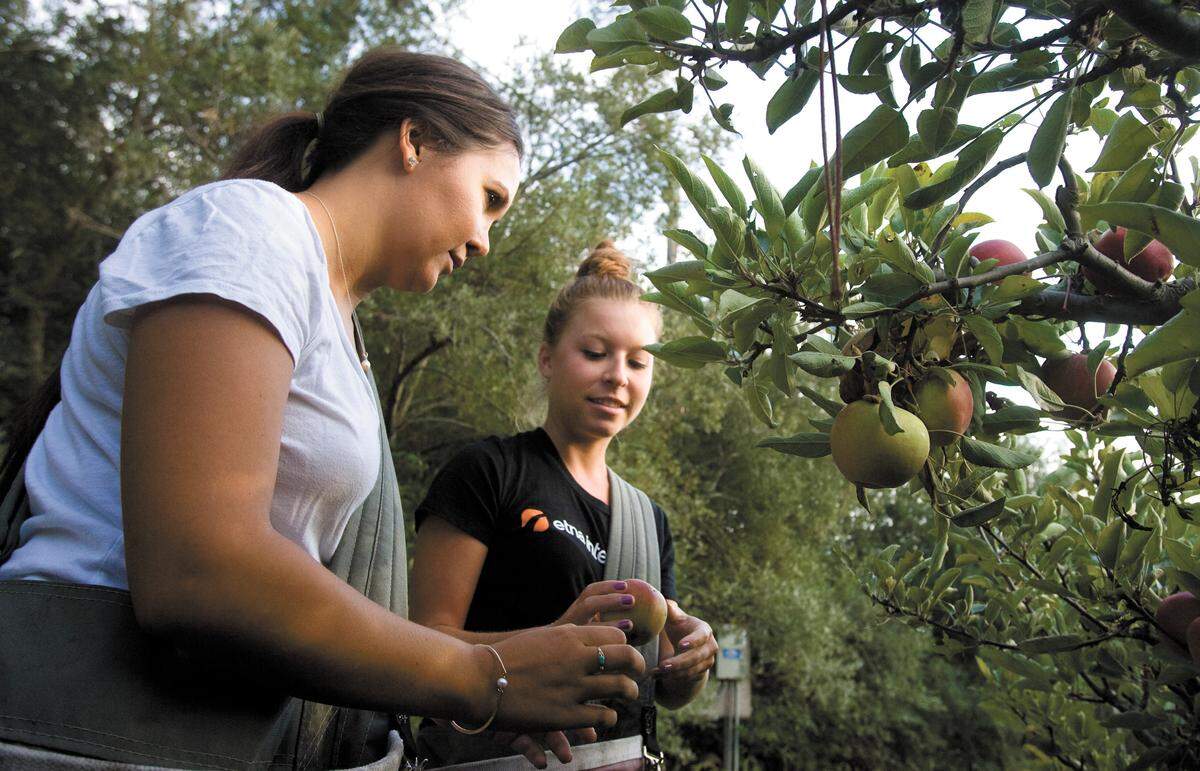 Lindsey Hyske, left, and Kaci Knighton load up their bags with fresh fruit at SLO Creek Farms in 2013.
