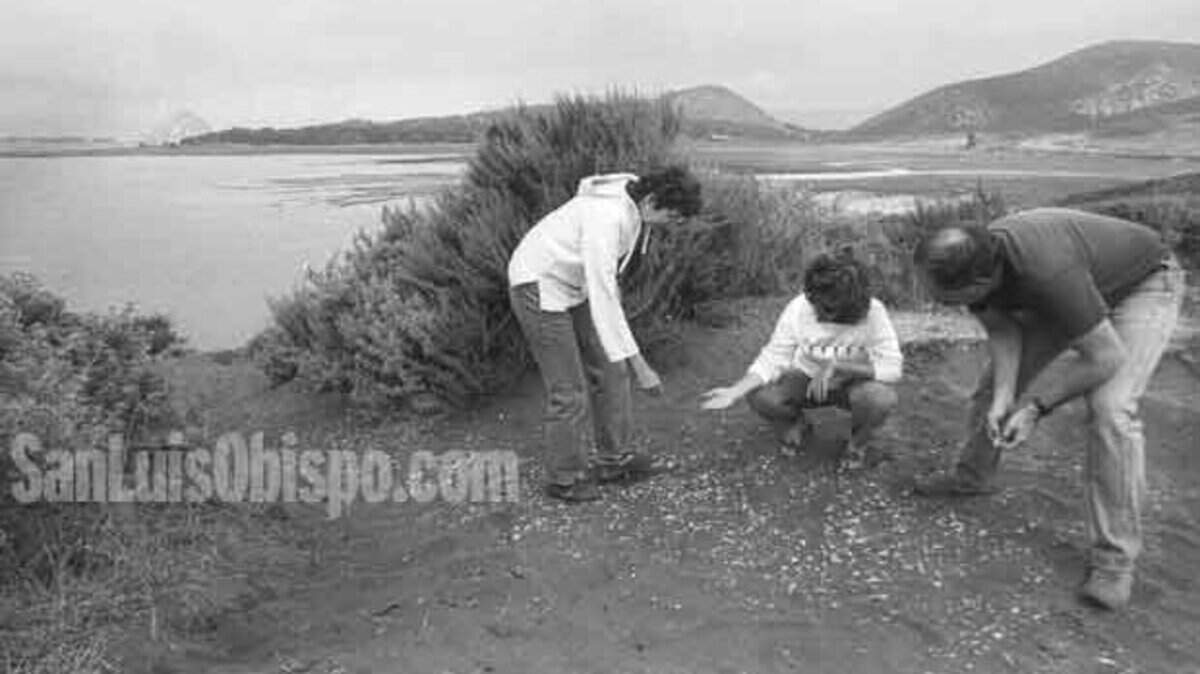Yolanda Waddell, left, Rosemary Bowker and Les Bowker inspect midden of broken shells left by Indians at the edge of the Elfin Forest in Los Osos in 1986.