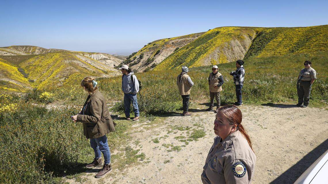 Colorful wildflowers blooming across Carrizo Plain. See photos