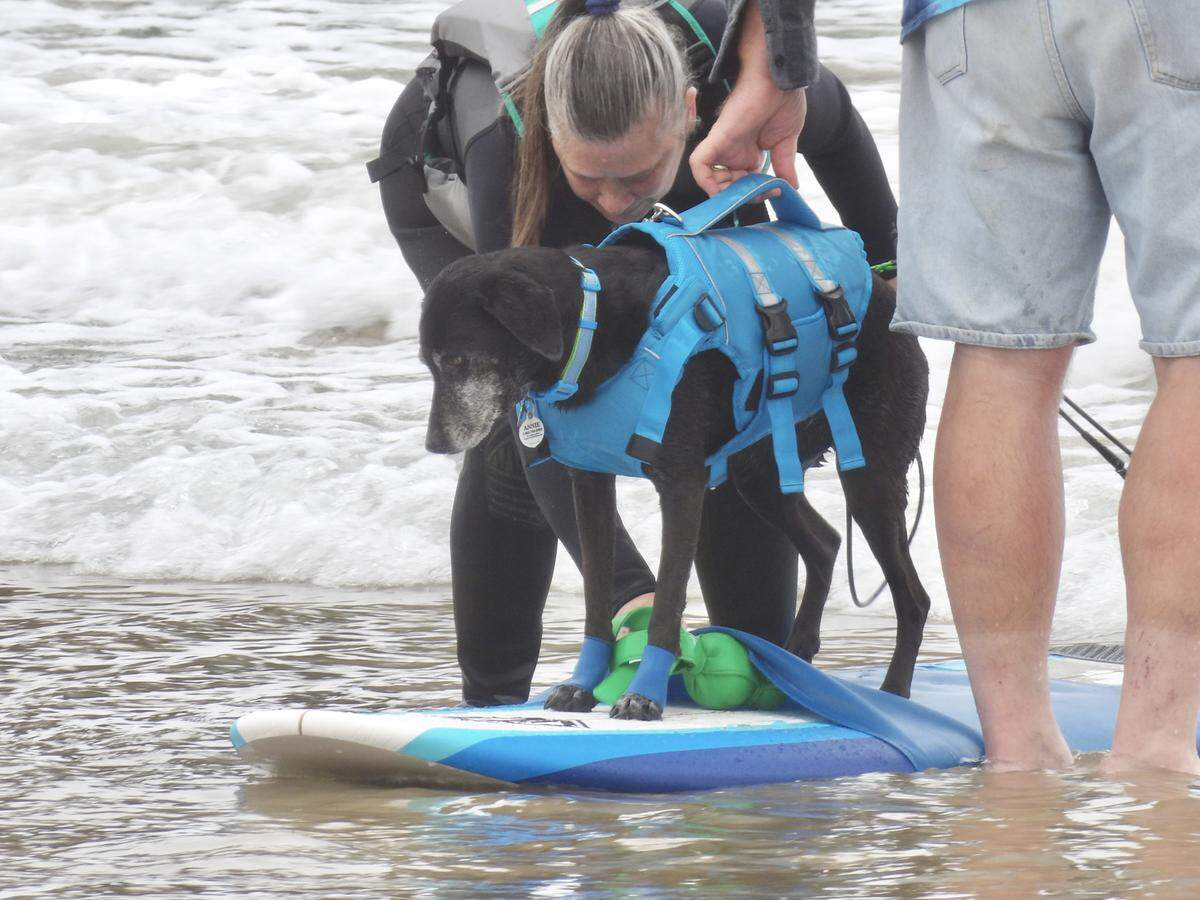 The World Dog Surfing Championships Exhibition Tour took over Pismo Beach on May 2, 2026, showcasing the skills of both professional and local surf dogs.