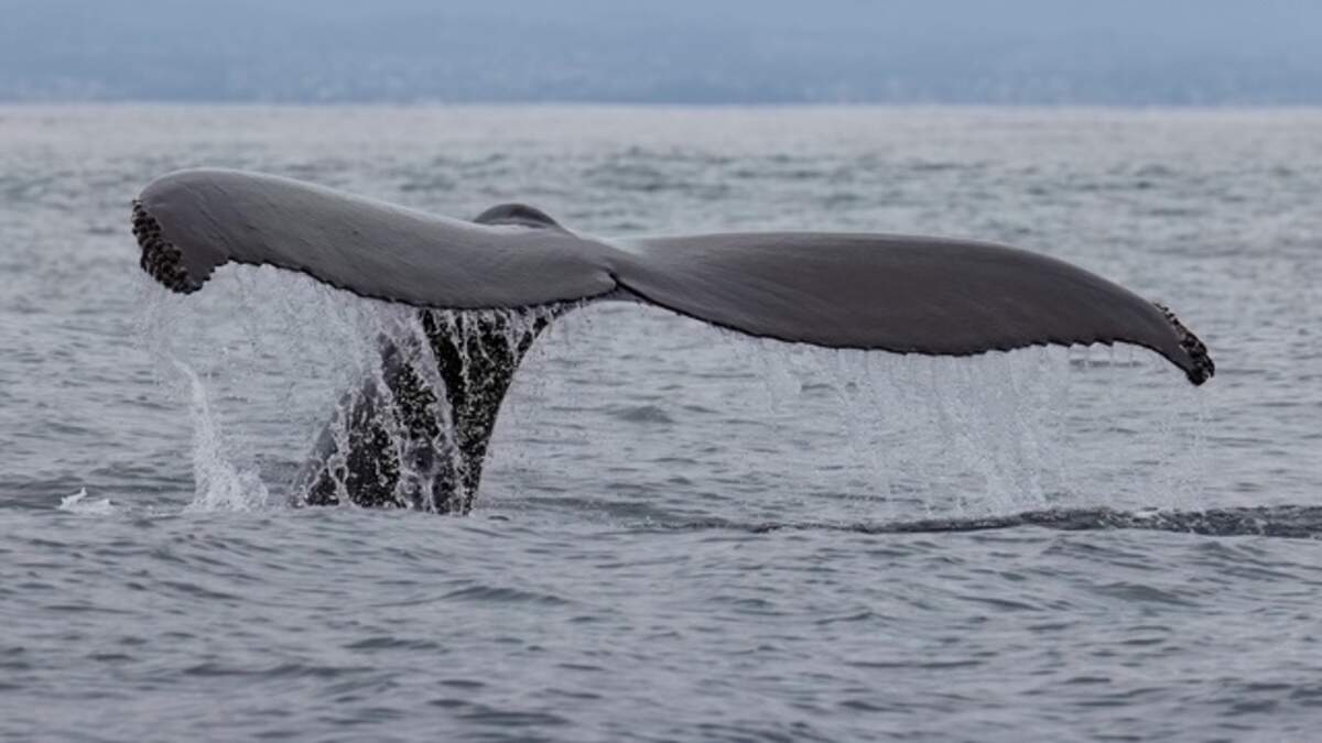 CA Central Coast gets new ocean protections. What that means for fishing