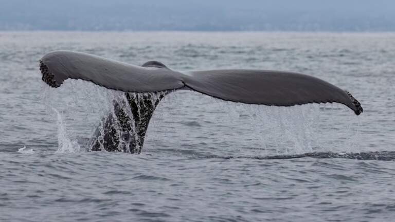 CA Central Coast gets new ocean protections. What that means for fishing