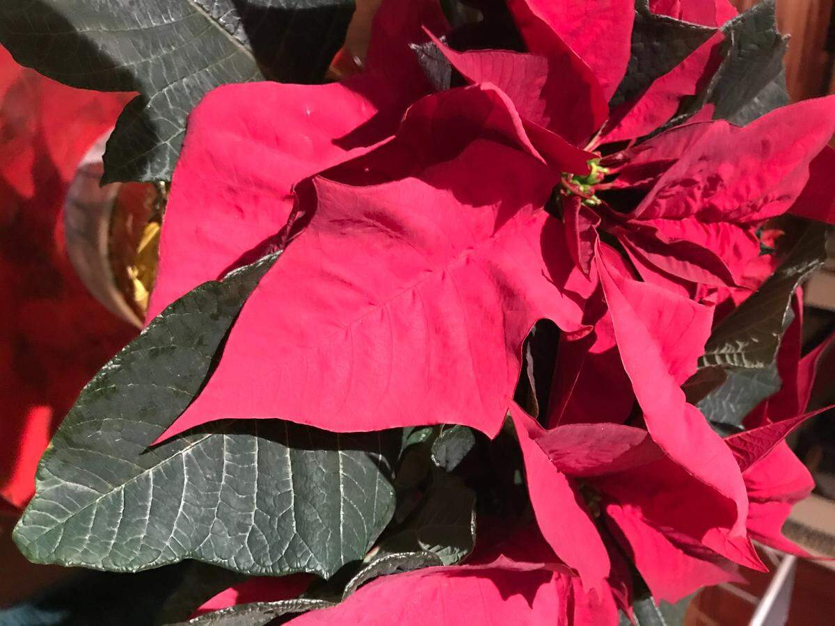 This beautiful holiday gift was given to a self-acknowledged poinsettia killer, Cambrian columnist Kathe Tanner.