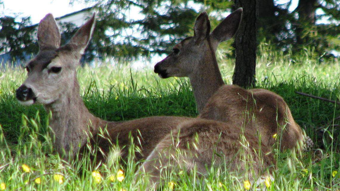 Longer days, warmer weather, rain bring season of abundance