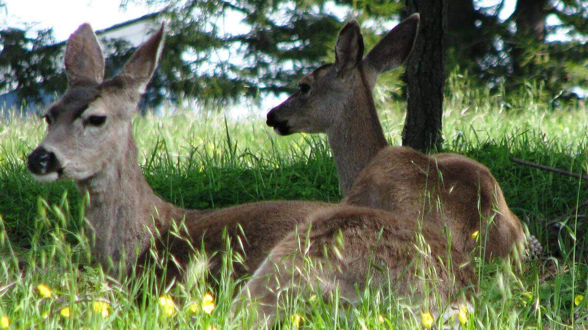 Deer on Richard Street in Cambria on Monday, April 2, 2018.