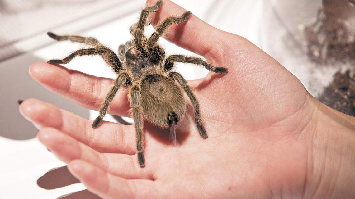 A tarantula held by a curator at the American Museum of Natural History in New York.