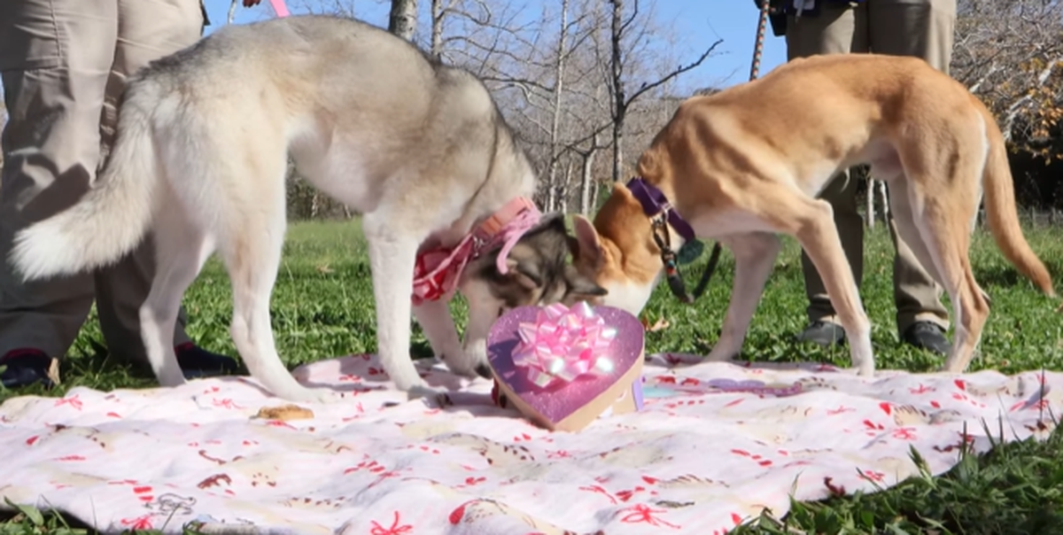 County staff staged a hound romance on its social media pages to promote the county’s animal adoption services and express marriage ceremonies.