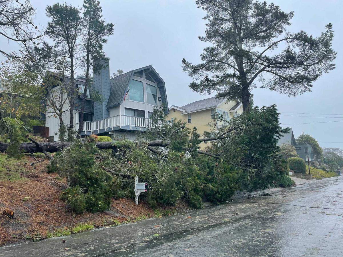 A 20-foot tree toppled over in Cambria, landing in Joe and Dana Navarro’s front yard, the couple said.
